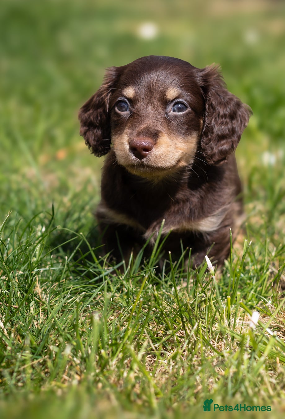 Miniature Dachshund dogs Last 1 left - KC Reg - PRA, DM and OI Clear - Advert 4