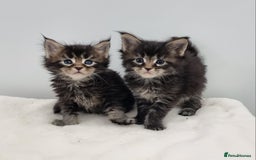 Maine Coon cats for sale: Pedigree Maine Coon Kittens for sale  - Image 11