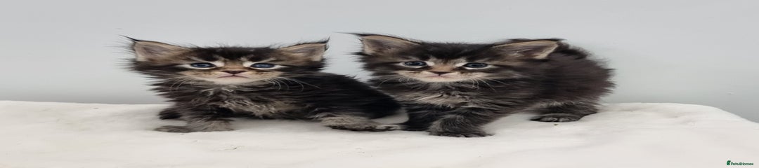 Maine Coon Kitten 6