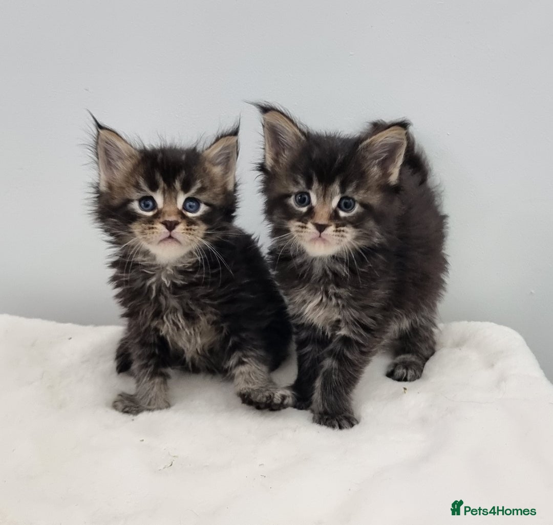 Maine Coon cats for sale: Pedigree Maine Coon Kittens for sale  - Image 11