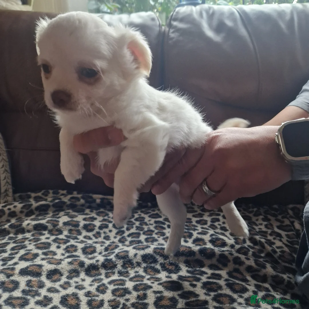 Chihuahua dogs for sale: Long coat Chihuahua puppy - Advert 5