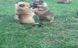 Pomeranian dogs for sale: 5 BEAUTIFUL TEDDY TYPE FOXY POMERANIANS - Image 18