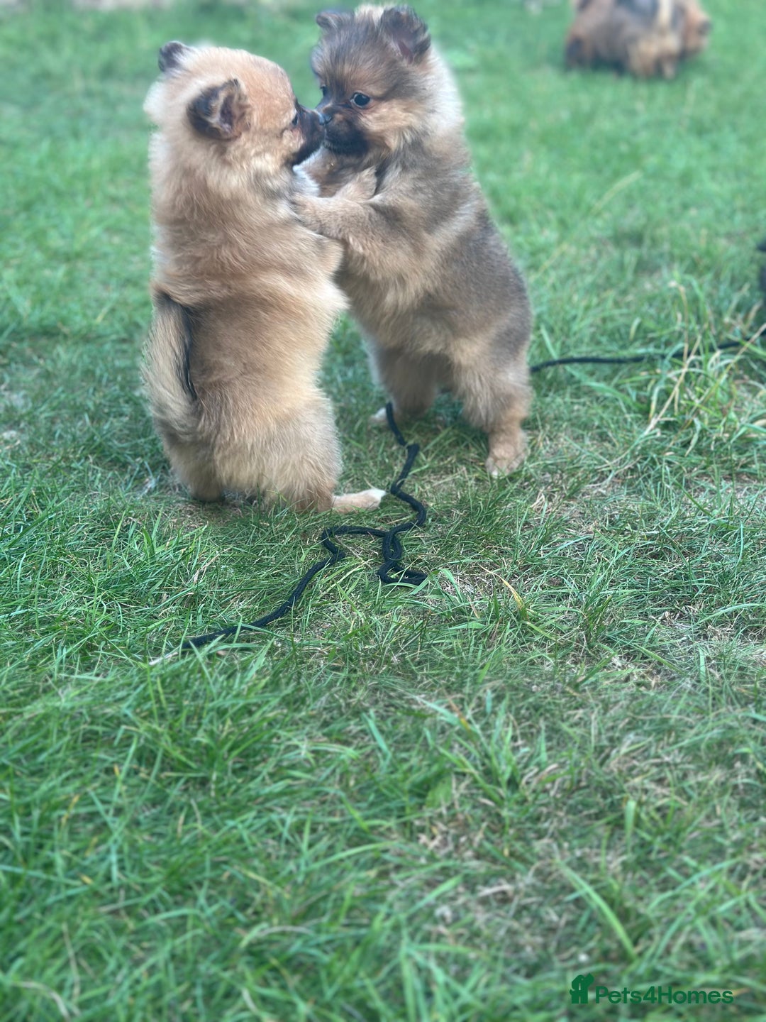 Pomeranian dogs for sale: 5 BEAUTIFUL TEDDY TYPE FOXY POMERANIANS - Image 18