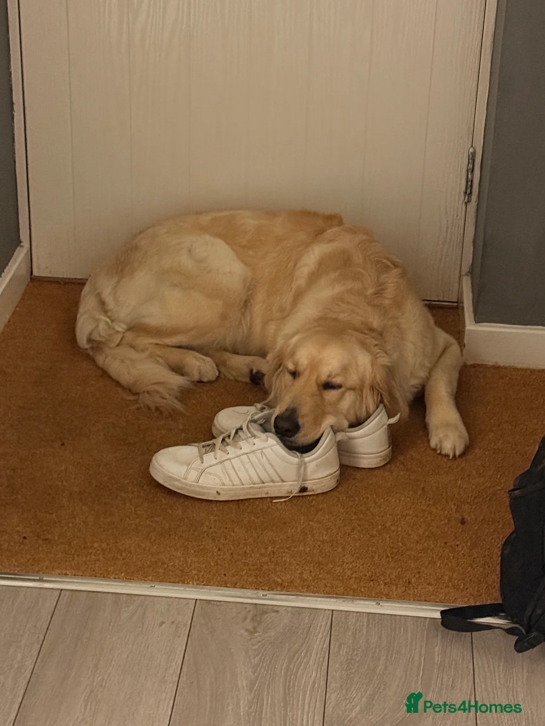 Golden Retriever dogs for sale: Stunning golden girl for sale.  - Advert 3