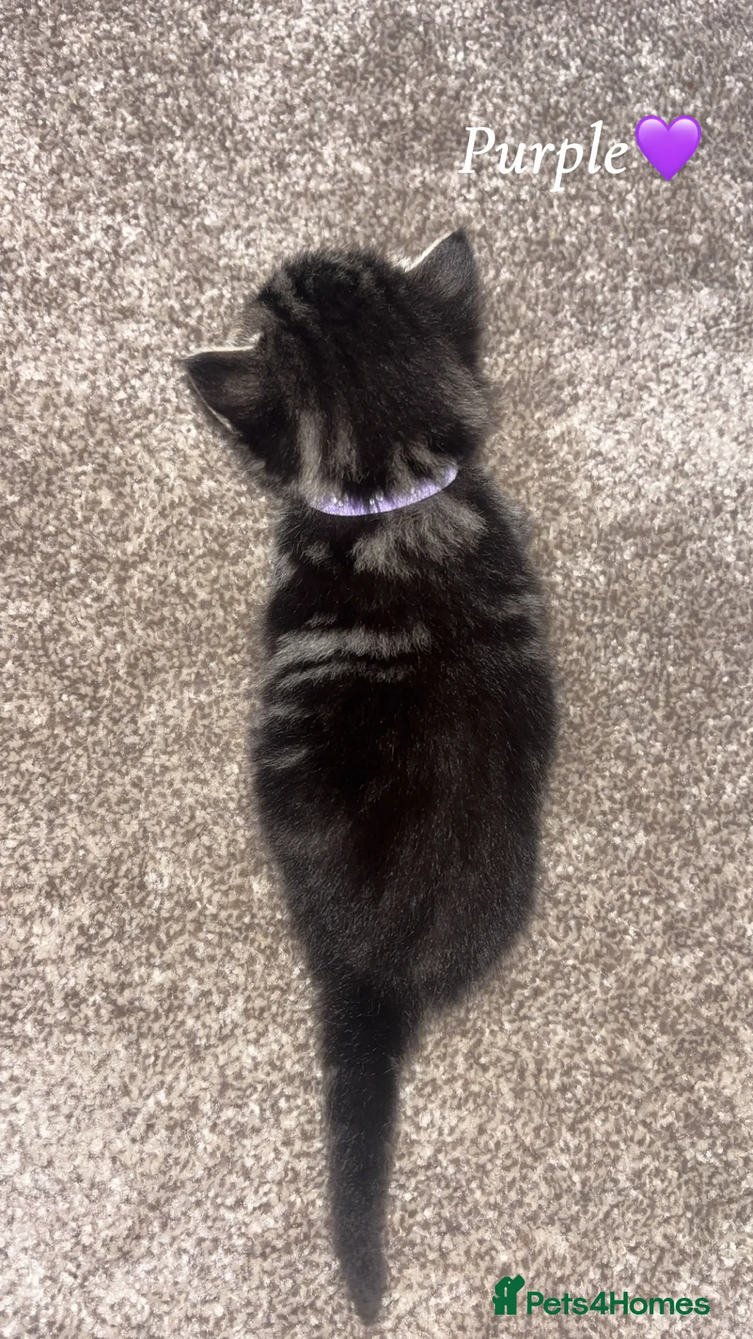 Mixed Breed cats for sale: 1:4 Mainecoon kittens  - Advert 12