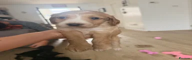 Cockapoo 2