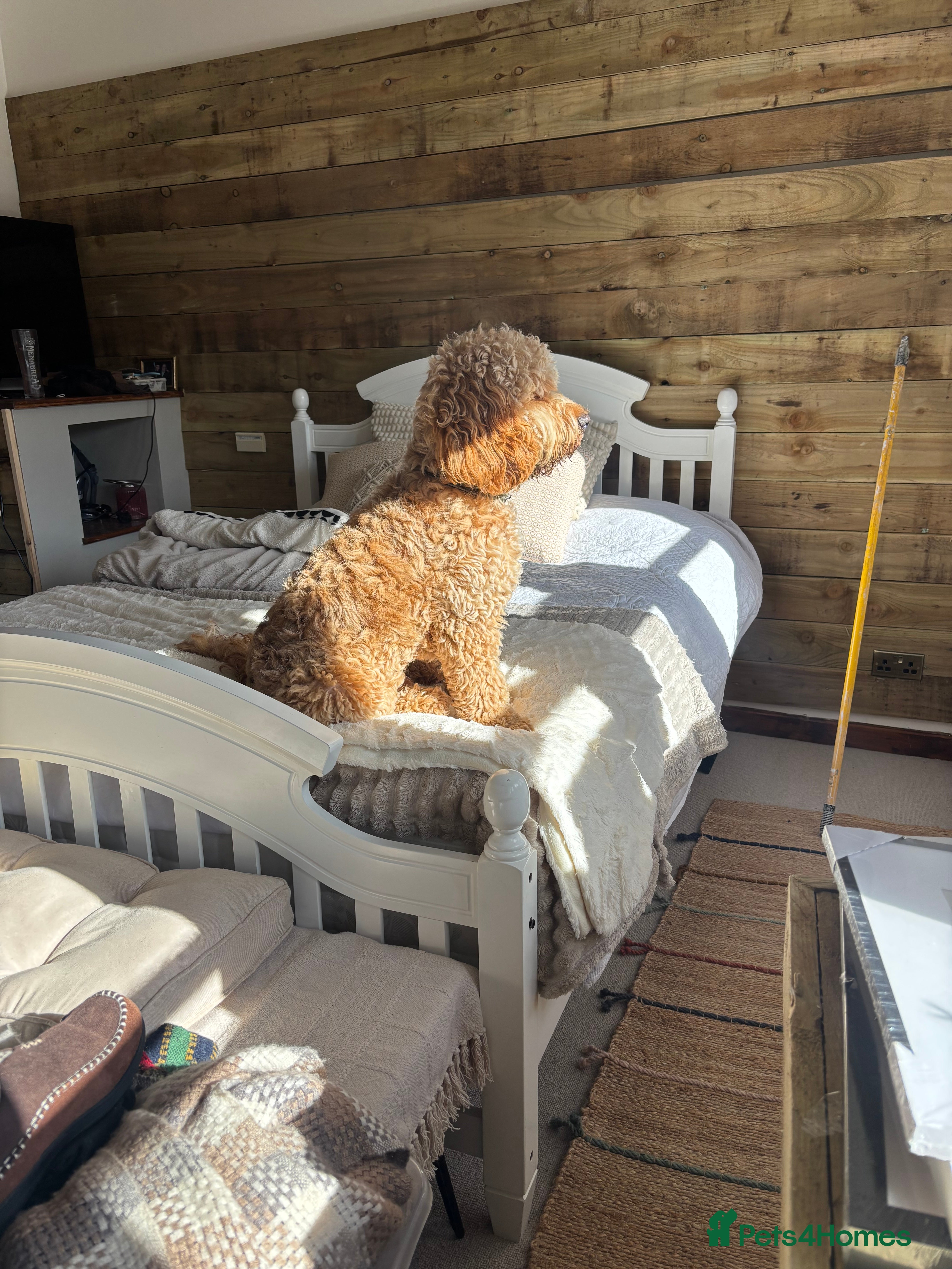 Cockapoo dogs George, 9 month old Cockapoo - Advert 11