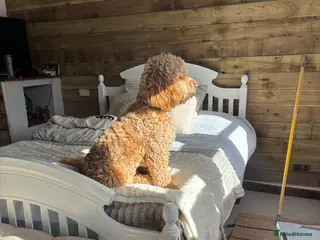 Cockapoo dogs George, 9 month old Cockapoo - Advert 11