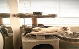 Scottish Fold cats for sale: Kittens for sale  - Image 13