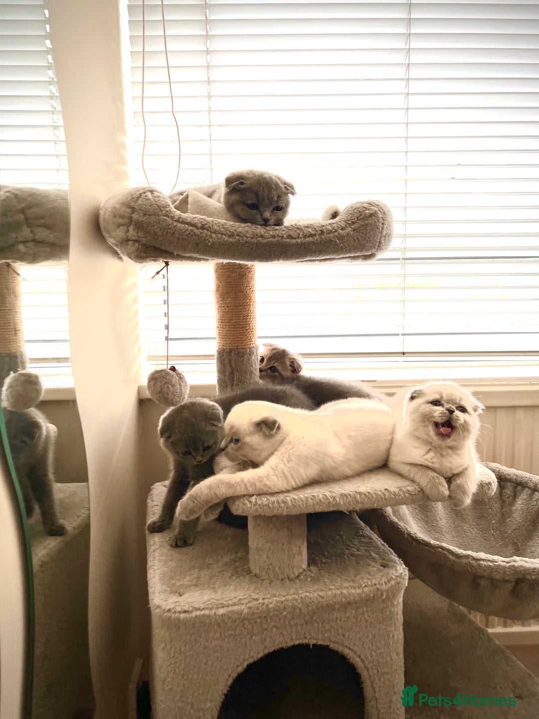 Scottish Fold cats for sale: Kittens for sale  - Image 13