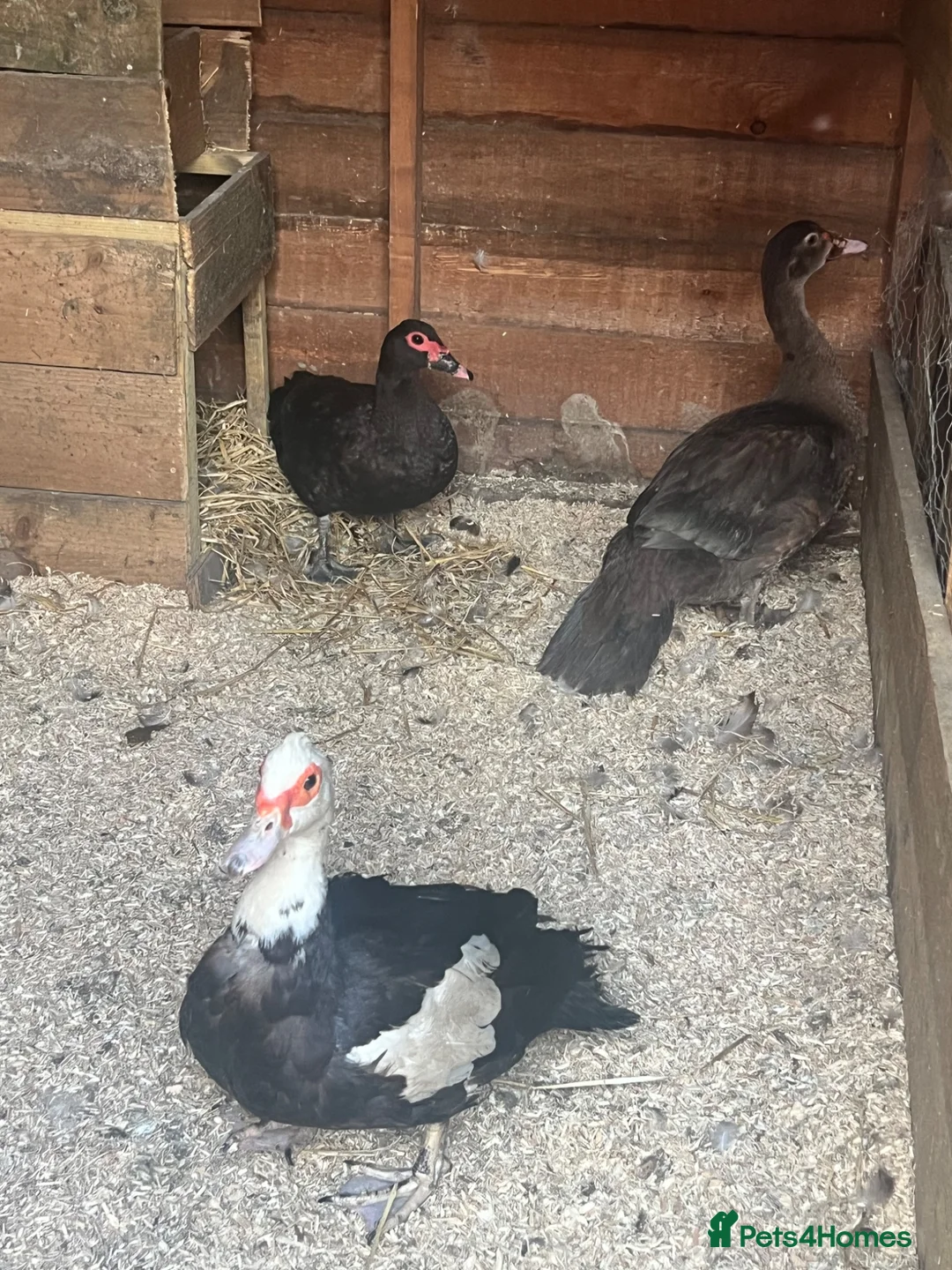 Ducks poultry for sale: Muscovy Breeding Trio - Unrelated  - Advert 1