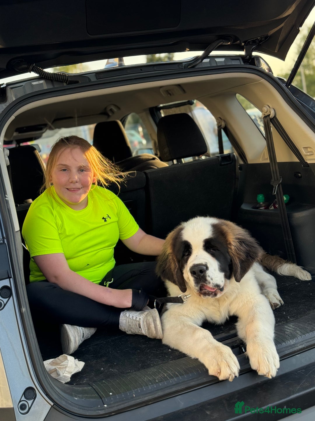 Saint Bernard dogs for sale: Saint Bernard for forever home  - Advert 5