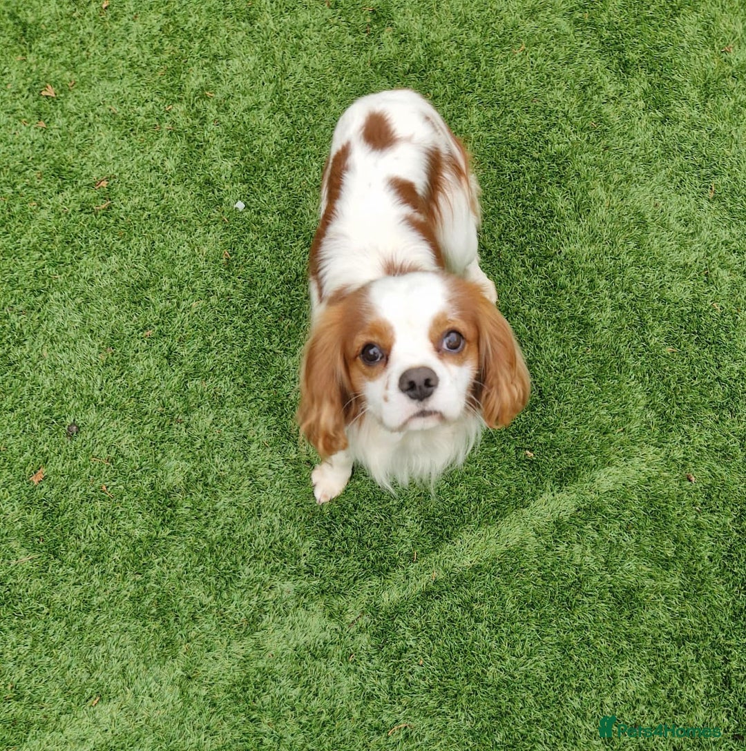 Cavalier King Charles Spaniel dogs for sale: 2 year old Cavalier King charles boy - Image 3