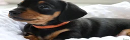 Miniature Dachshund dogs for sale: Miniature Black & Tan Dachshund 2 boys 1 girl - Advert 12