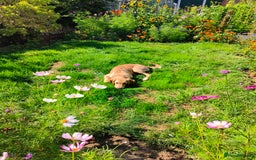 Golden Retriever dogs for sale: 6 month old golden retriever  - Image 12