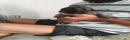 German Shepherd dogs for sale: GSD pups for sale - Advert 7