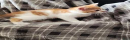 Mixed Breed cats for sale: Ready 5kittens raised with dogs and children - Advert 14