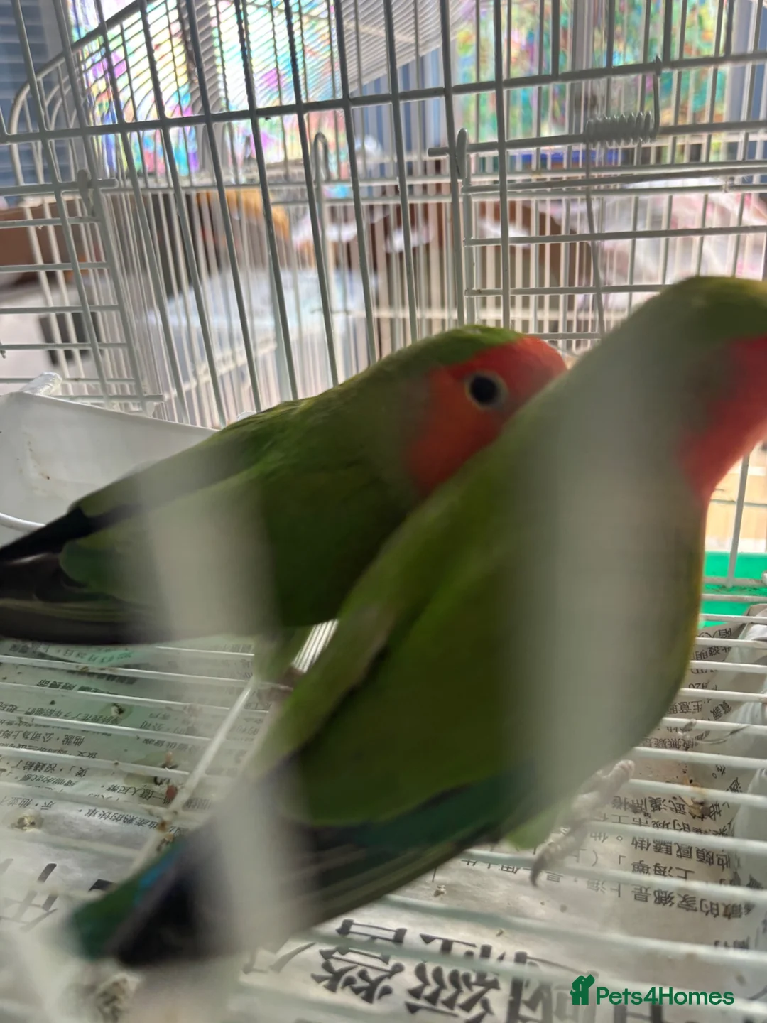 Lovebirds birds for sale: Lovely  birds for sale - Advert 17