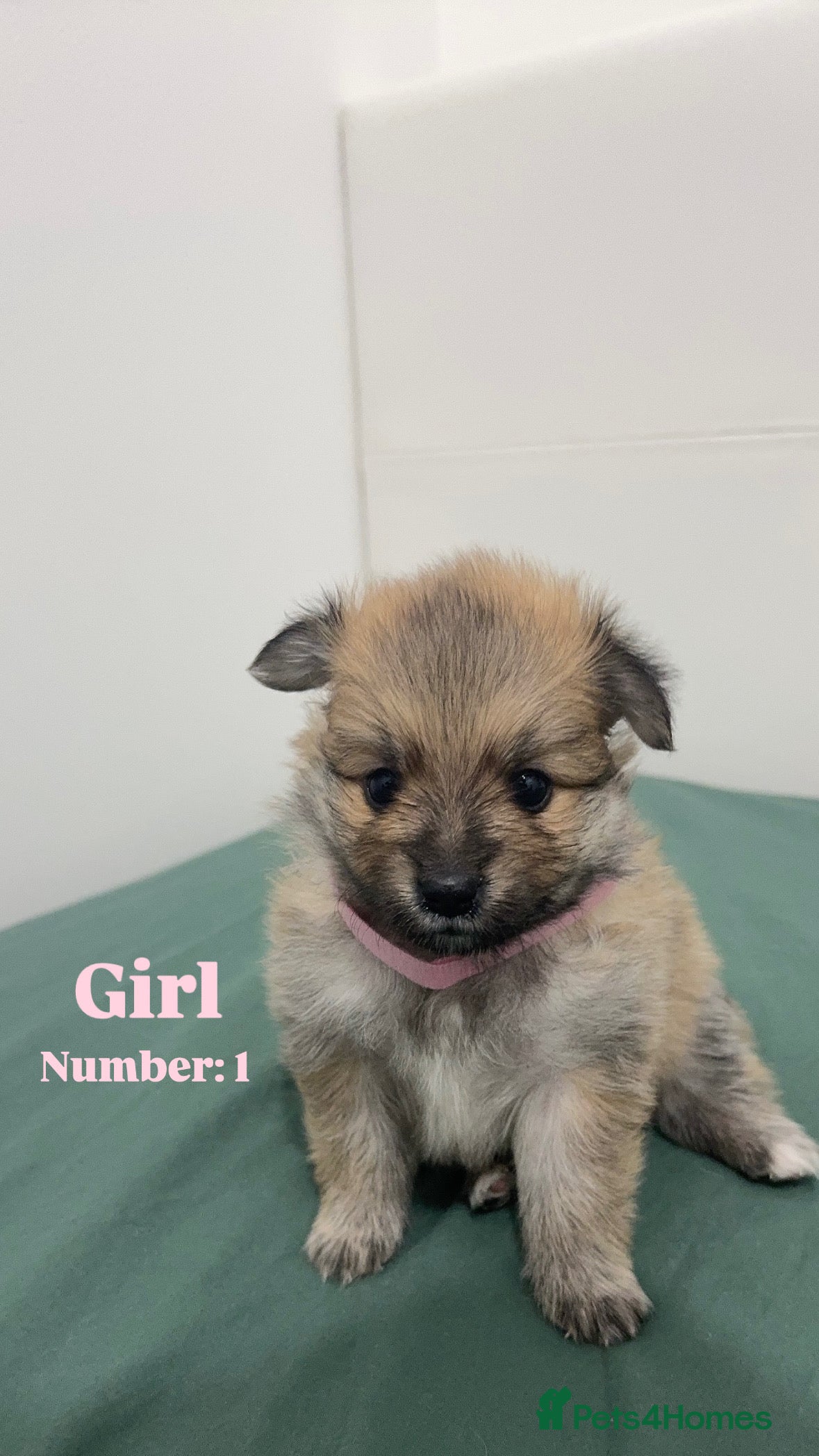 Pomeranian dogs 5 Stunning Pomeranian Puppies – 2 Boys & 3 Girls – - Advert 1