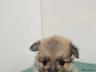 Pomeranian dogs 5 Stunning Pomeranian Puppies – 2 Boys & 3 Girls – - Advert 1