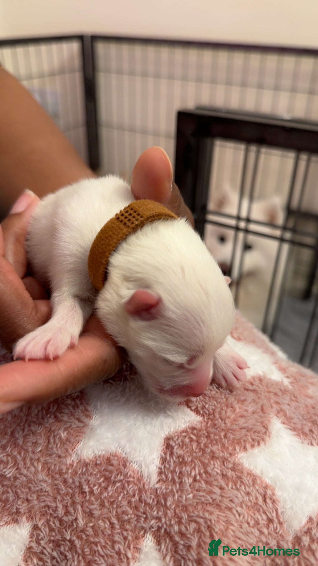 Samoyed dogs for sale: Pedigree pure breed Sammy Smilers 😊 - Advert 12