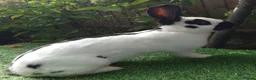 Continental Giant rabbits for sale: Super Stud Bunnies Health checked and Vaccinated  - Advert 19
