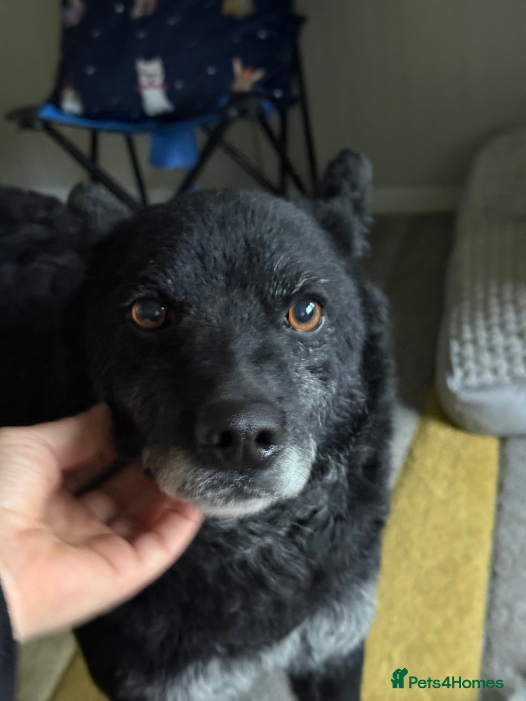 Mixed Breed dogs for adoption: Sweet Romeo Looking for LOVE - Advert 15