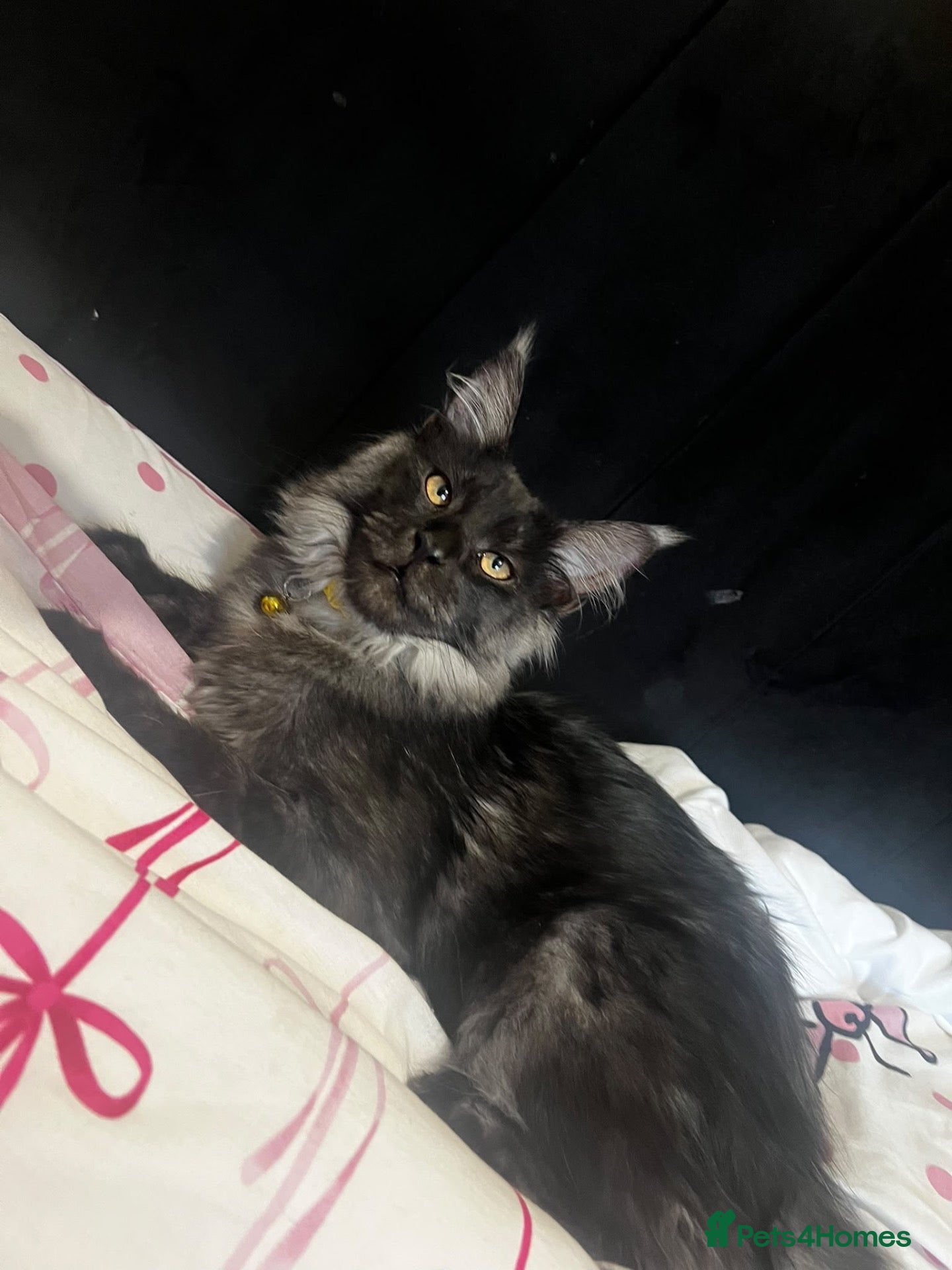 Maine Coon cats TICA ACTIVE REGISTERED MAINE COON  - Advert 12