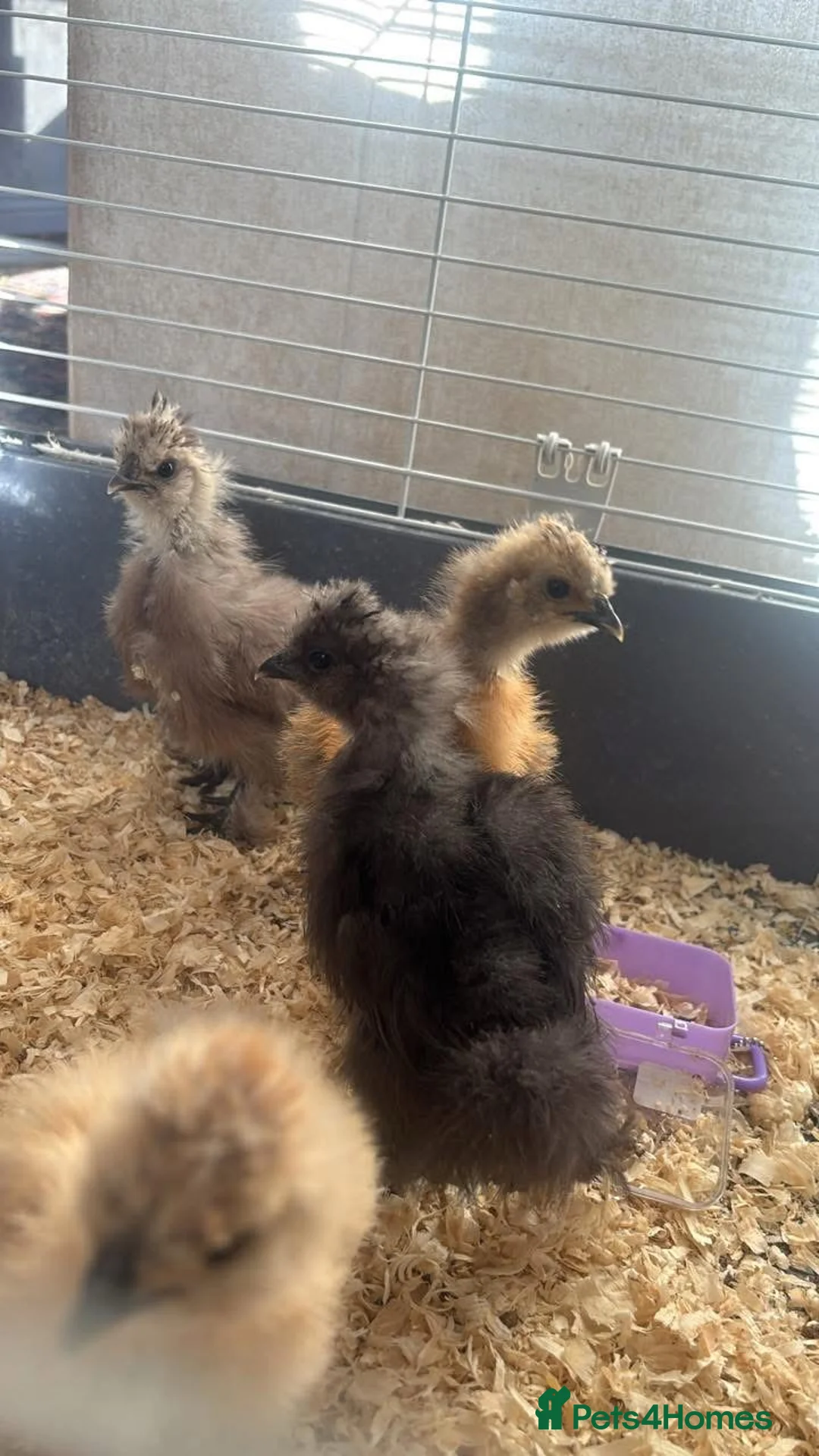 Chickens poultry for sale: Silkie - Advert 1