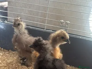 Chickens poultry Silkie - Advert 3