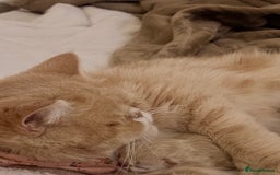 Persian cats for sale: Persian Kittens  - Image 3