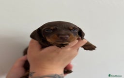 Miniature Dachshund dogs for sale: Miniature Smooth-Haired Dachshunds  - Image 10