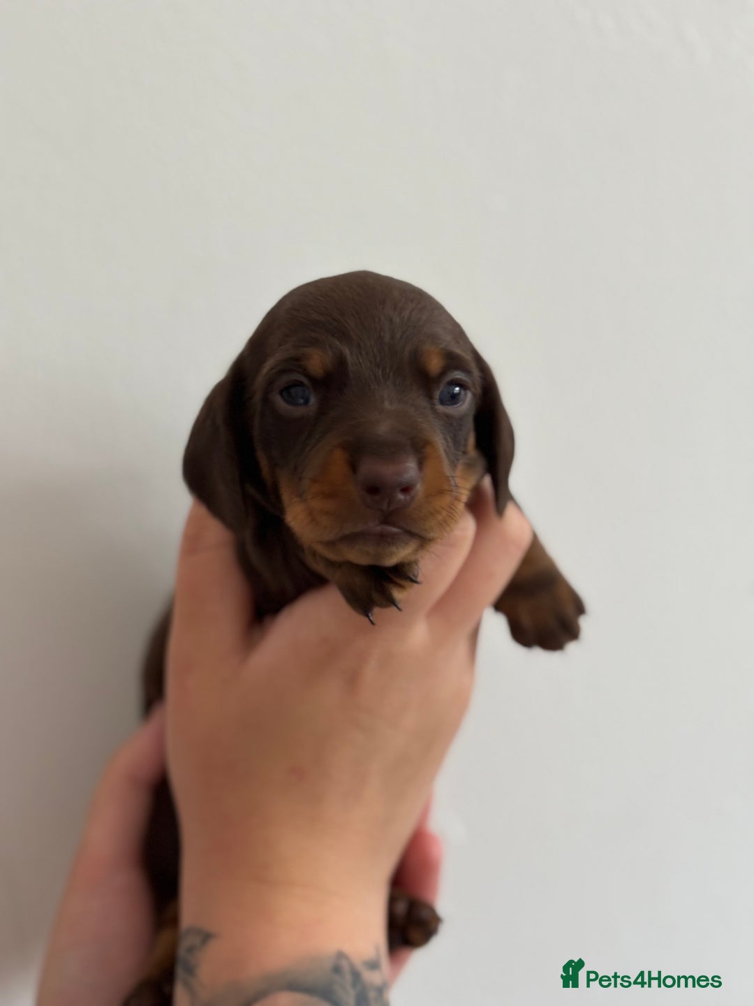 Miniature Dachshund dogs for sale: Miniature Smooth-Haired Dachshunds  - Image 10