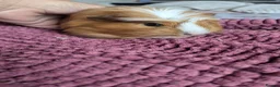 Guinea Pig rodents for sale: Long haired girls in Torquay - Advert 7