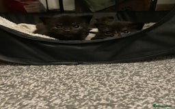 British Longhair cats for sale: Honey’s Kittens!  - Image 4