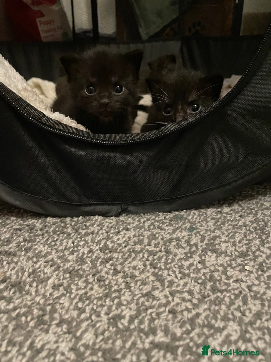 British Longhair cats for sale: Honey’s Kittens!  - Image 4