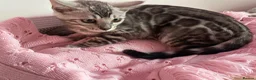 Bengal cats for sale: Exceptional Pure Pedigree Silver Grey TICA Bengal - Advert 4