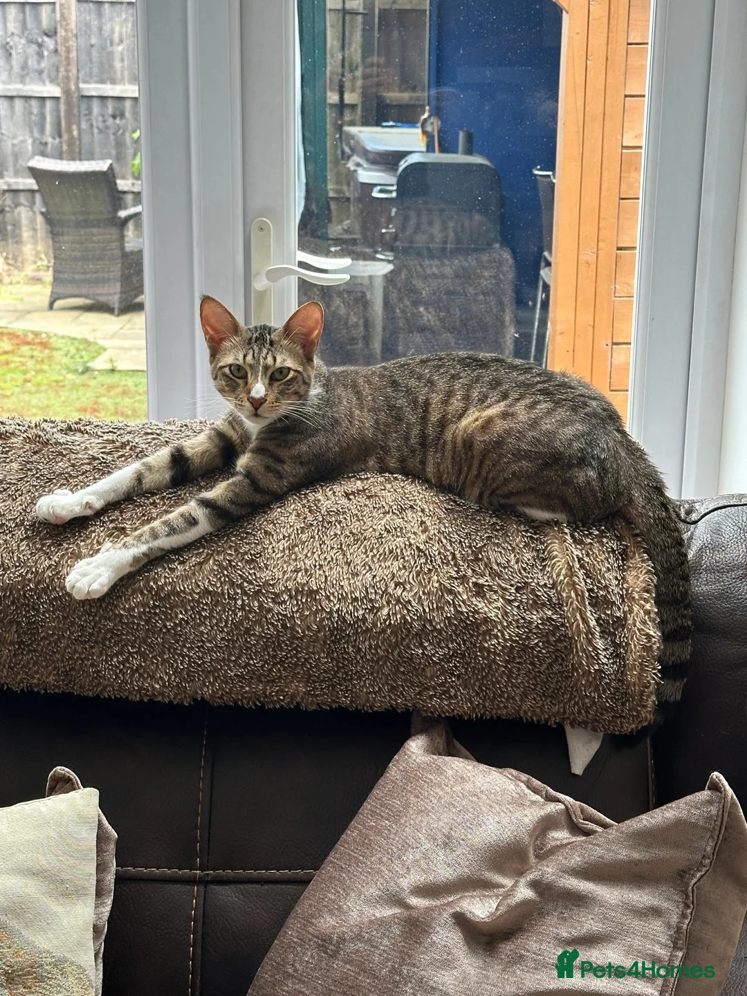 Mixed Breed cats for adoption: NOODLE - AMAZING FURPATTERN AFECTIONATE FUN HAPPY  - Advert 11