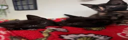 Mixed Breed cats for sale: Kittens  - Advert 4
