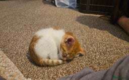 British Shorthair cats for sale: Beautiful Bengal x Calico Kittens - Image 13