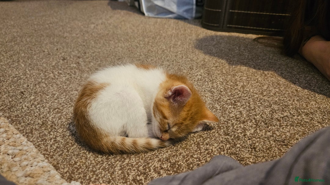 British Shorthair cats for sale: Beautiful Bengal x Calico Kittens - Image 13