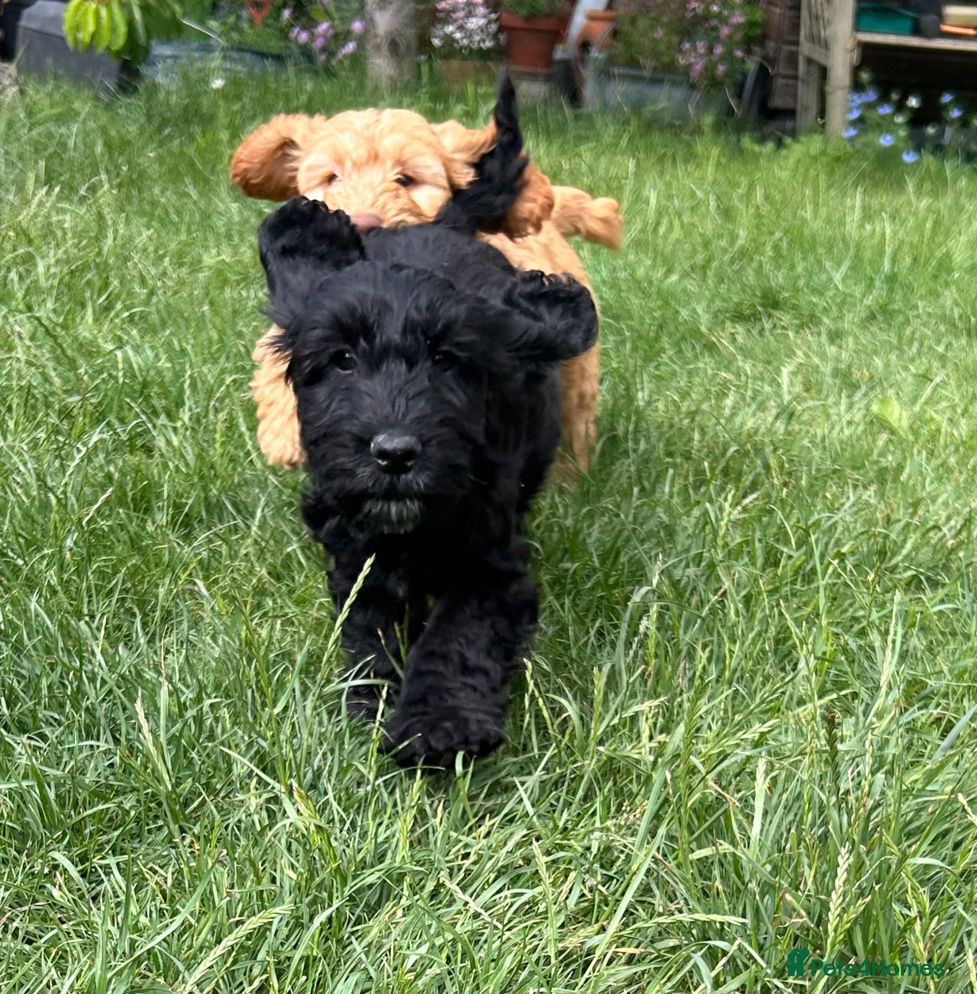 Cockapoo dogs Gorgeous Cockapoo Boys  - Advert 2