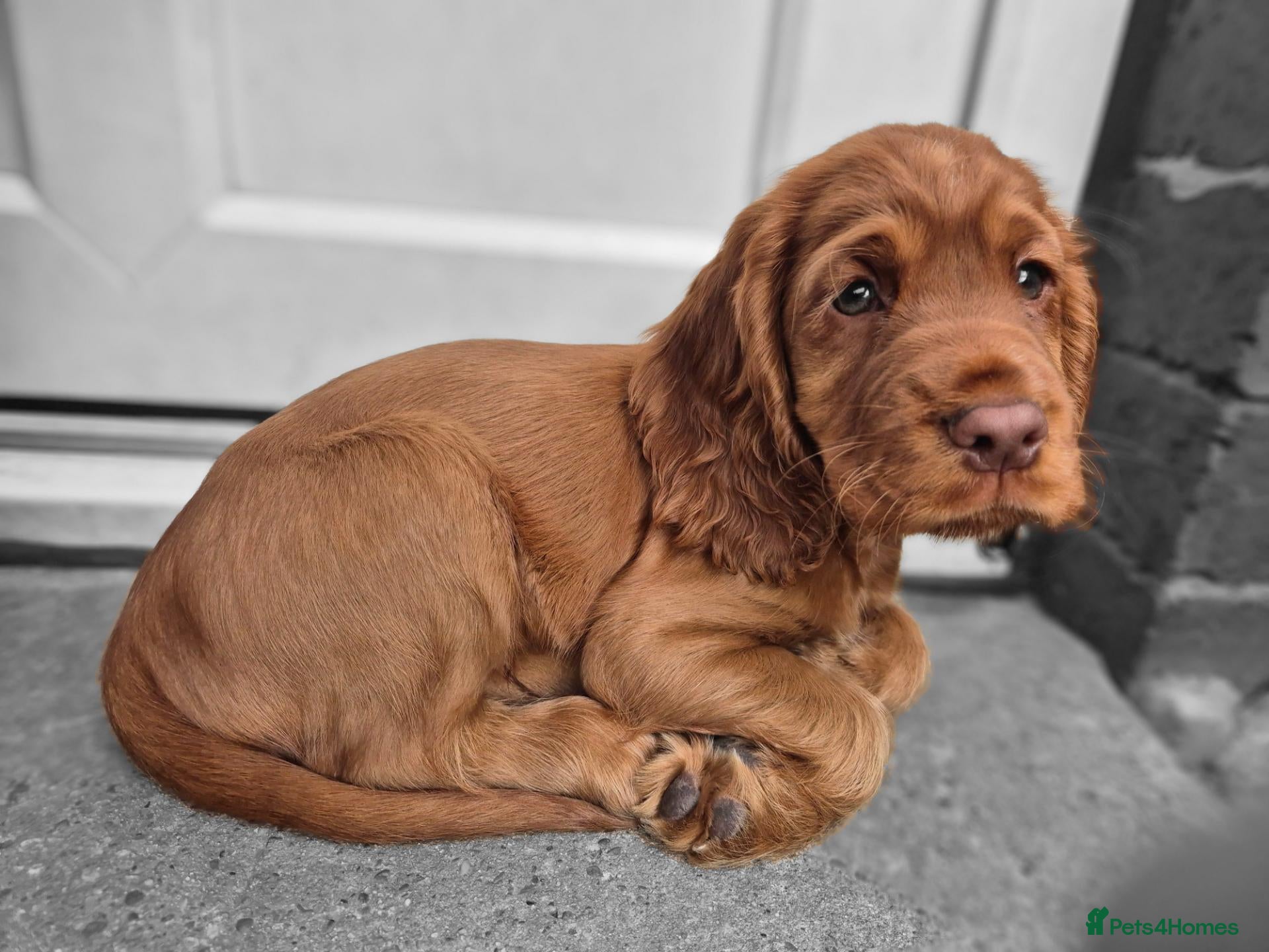 Cocker Spaniel dogs Cocker spaniels Barnsley area - Advert 1