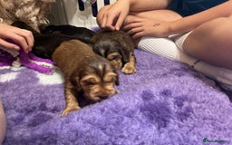 Cocker Spaniel dogs for sale: KC Reg Show Cocker Ext health tested - Image 2