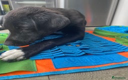 Borador dogs for sale: Labrador/border collie boy - Image 4
