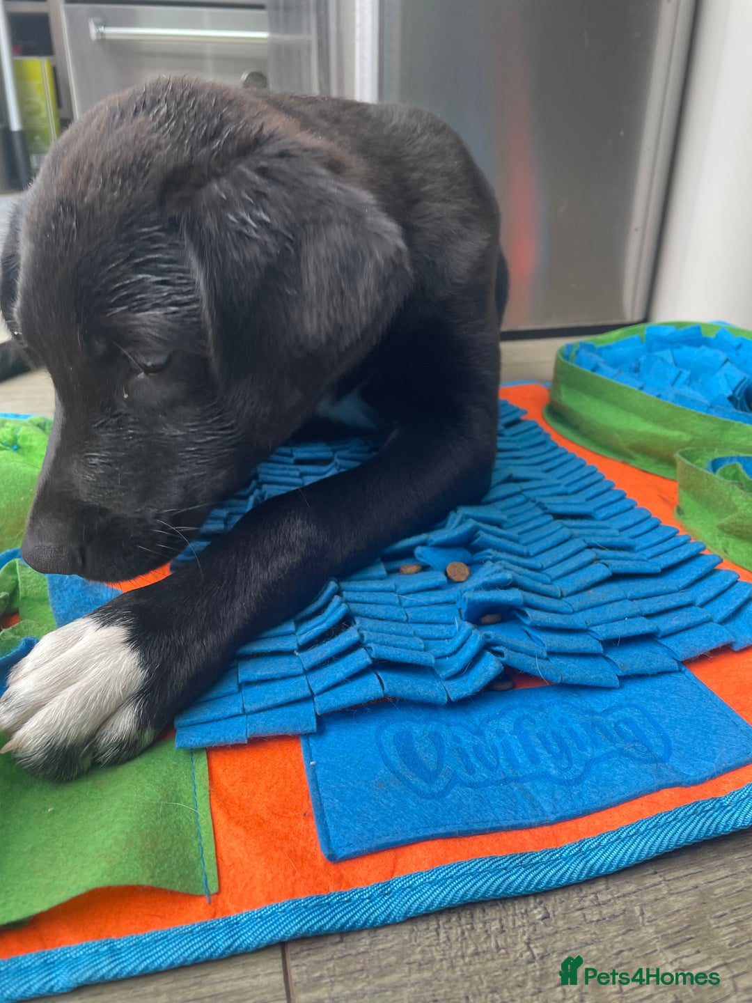 Borador dogs for sale: Labrador/border collie boy - Image 4