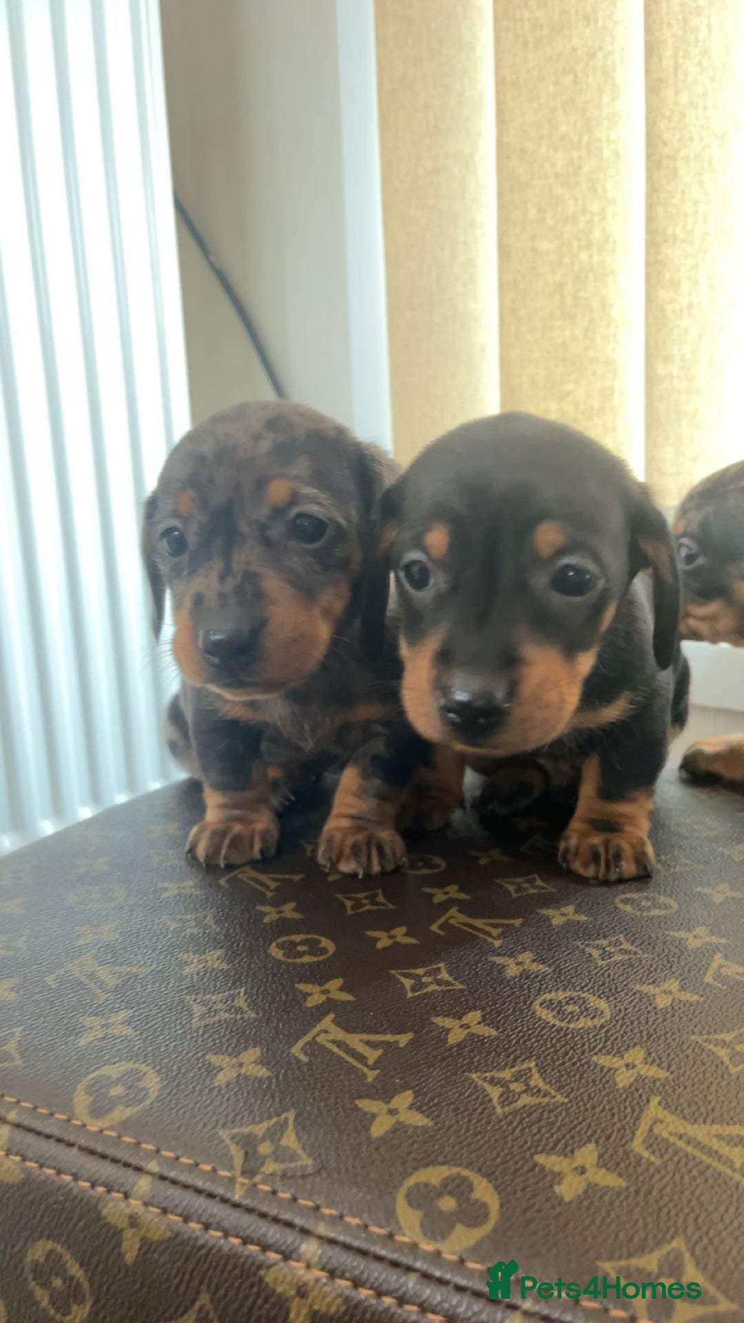 Miniature Dachshund dogs for sale: Miniature dachshund puppies - Advert 16