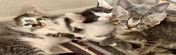 Mixed Breed cats for sale: Beautiful Litter of Playful Kittens, Siamese Cross - Advert 1