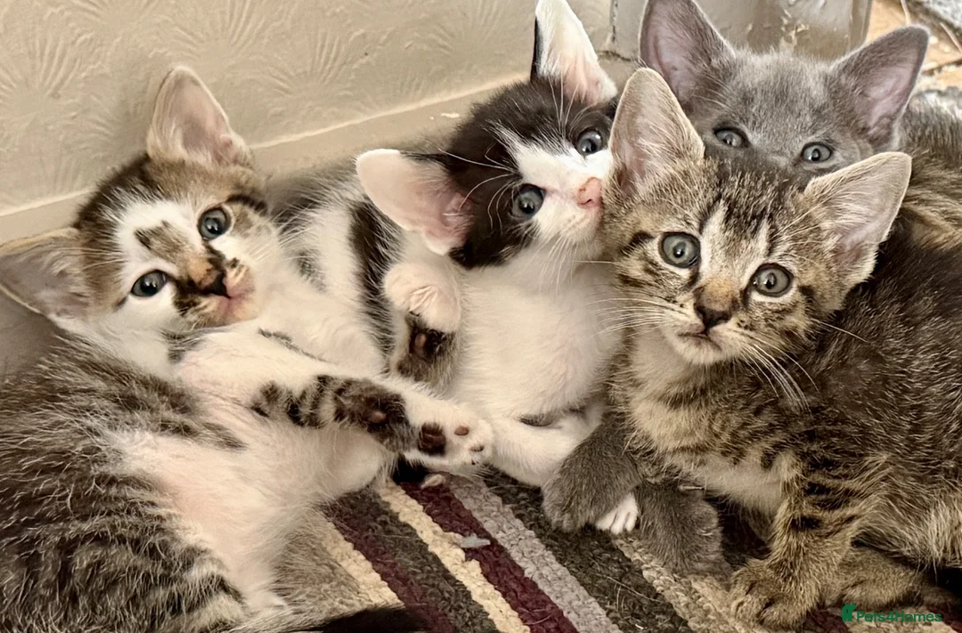 Mixed Breed cats for sale: Beautiful Litter of Playful Kittens, Siamese Cross - Advert 1