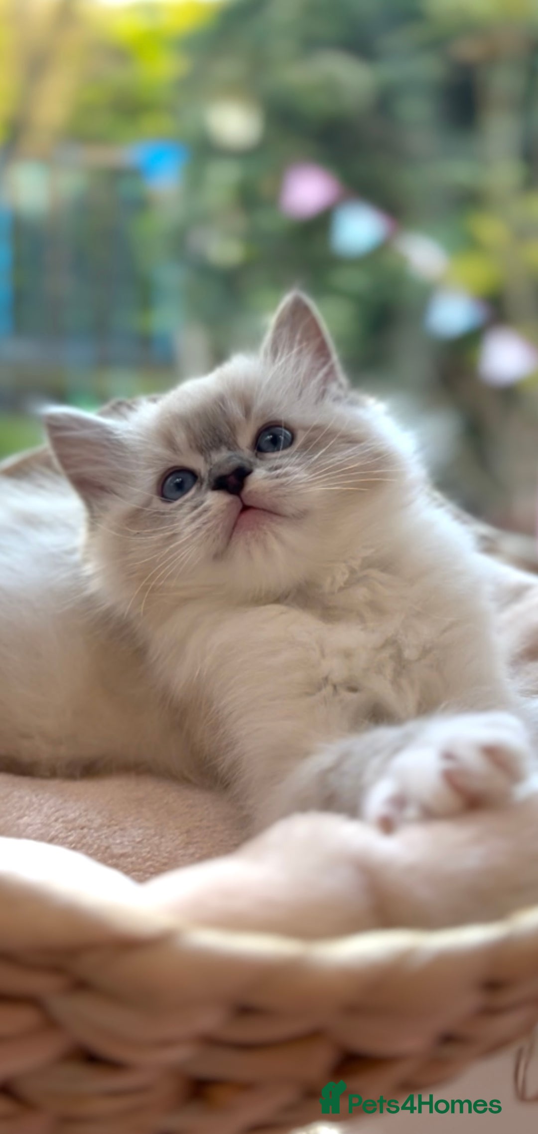 Ragdoll cats for sale: GCCF Registered. Grand Champion Bloodlines. - Advert 8